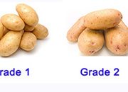 土豆挑选结果对比1-官网