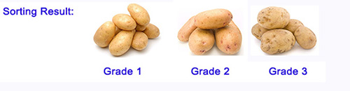 土豆挑选结果对比1-官网